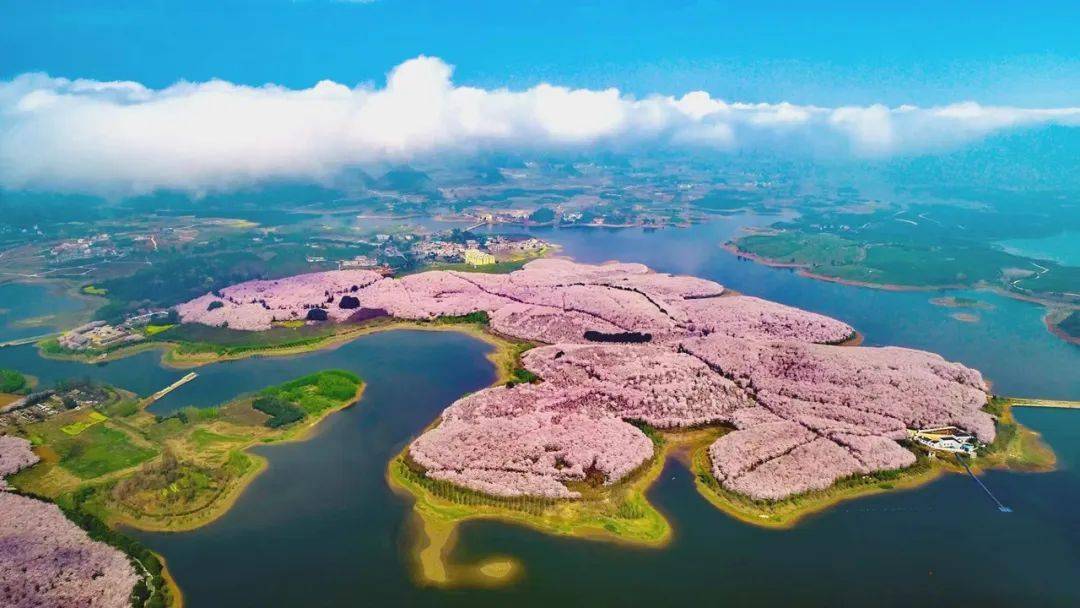 平坝樱花全景图片