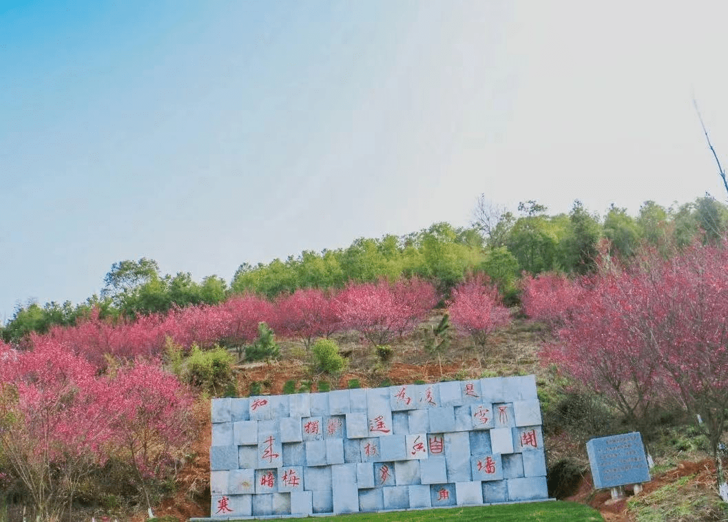 2023京山赏梅季2月8日盛大迎客!_活动_台山_花海