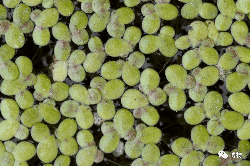 我们常说的"浮萍"是种子植物,原来还有个浮萍科,现在归并了.