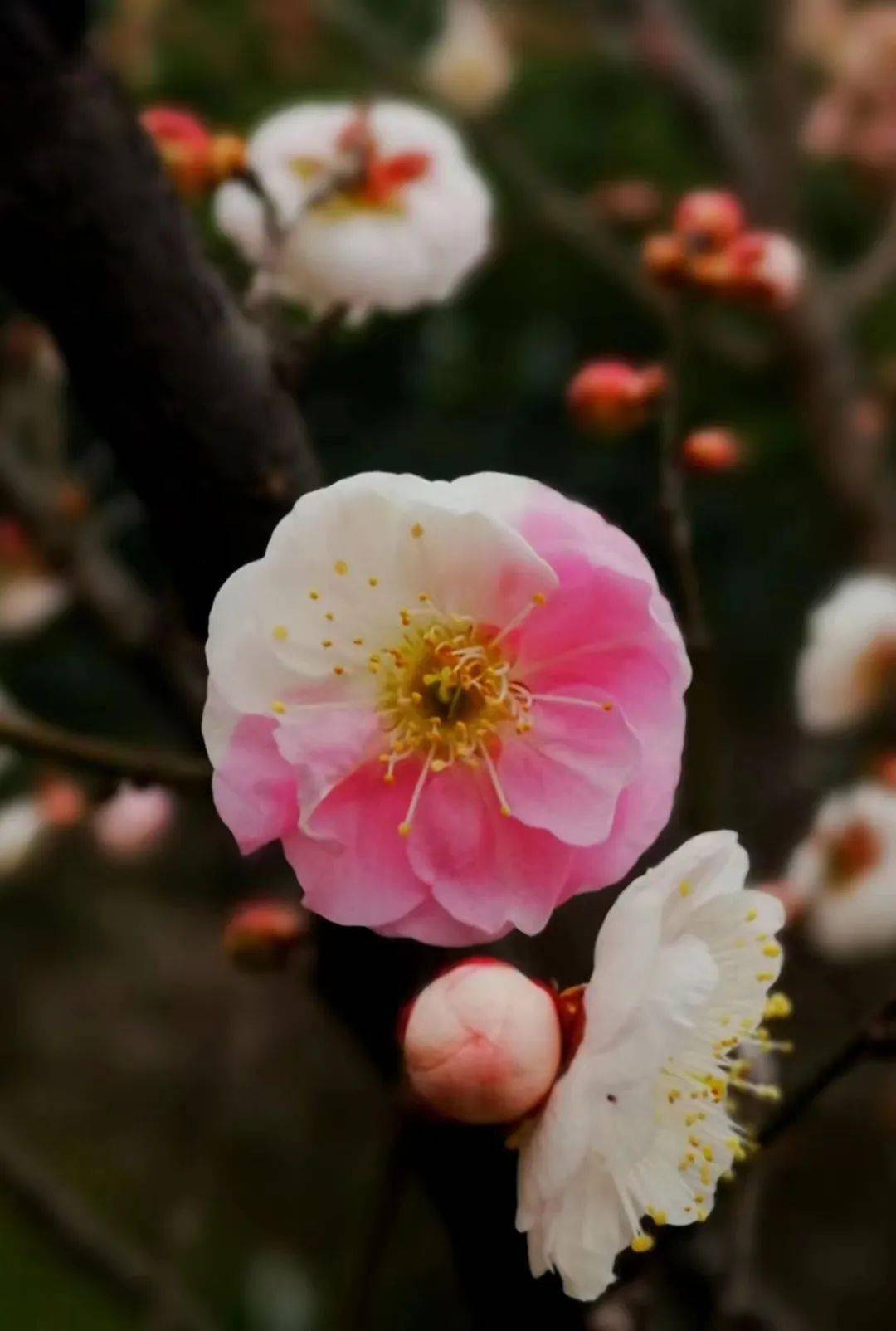 梅花是什么形状形态图片