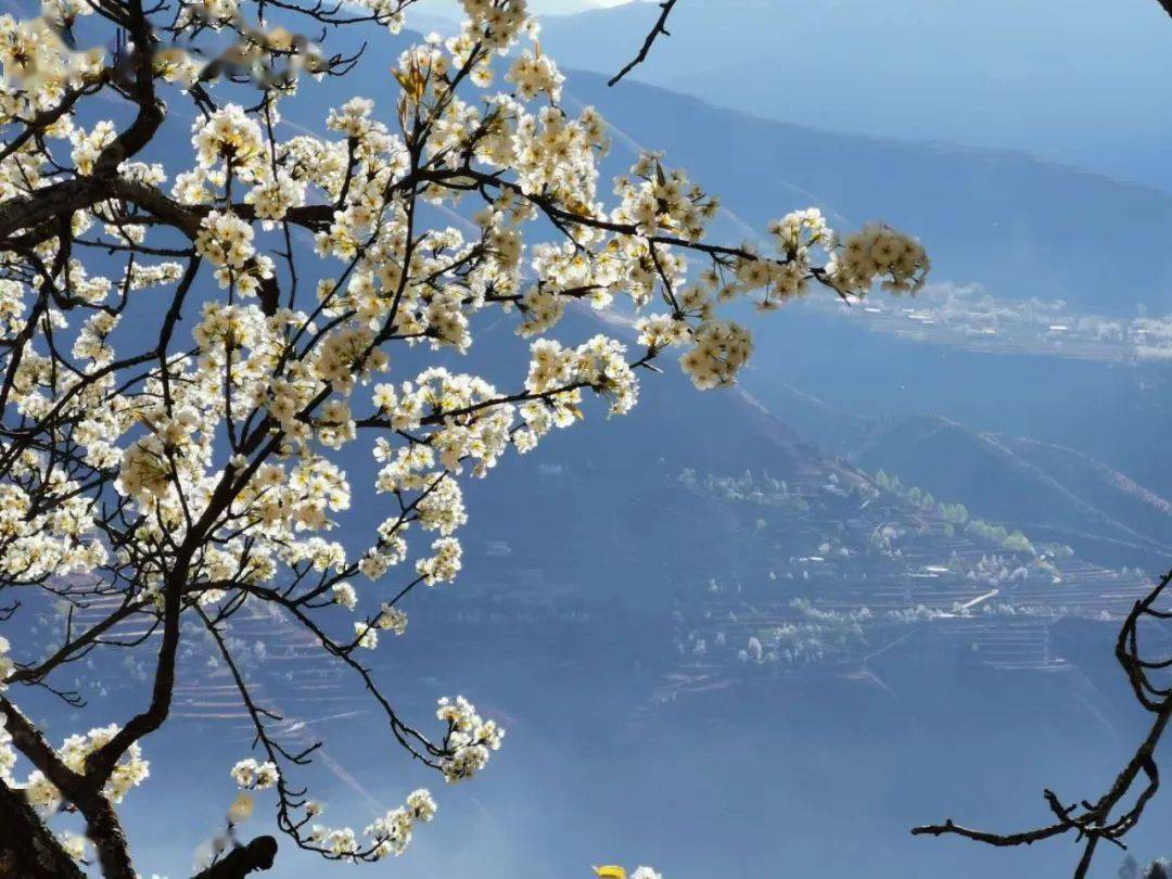 春游中国-四川川西 | 梨花春色 | 金川梨花 四故娘山双桥沟 中路藏寨