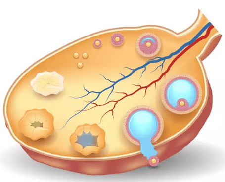明明有很多卵泡,怎么就是不怀孕?_mm_生育_成功