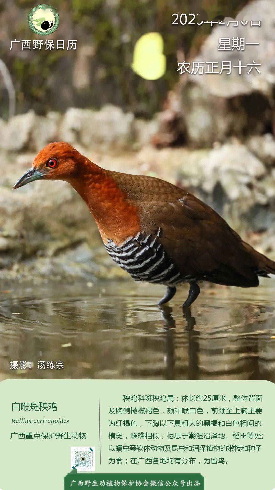 【广西野保日历】 白喉斑秧鸡(广西重点保护野生动物)