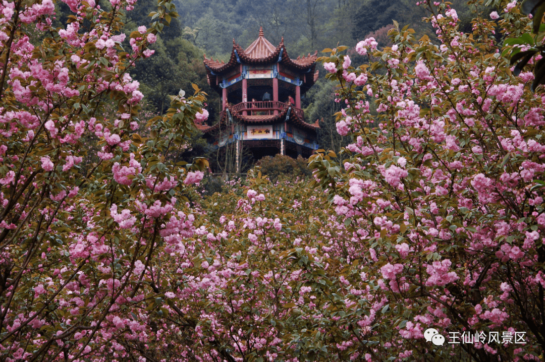 高椅岭樱花图片