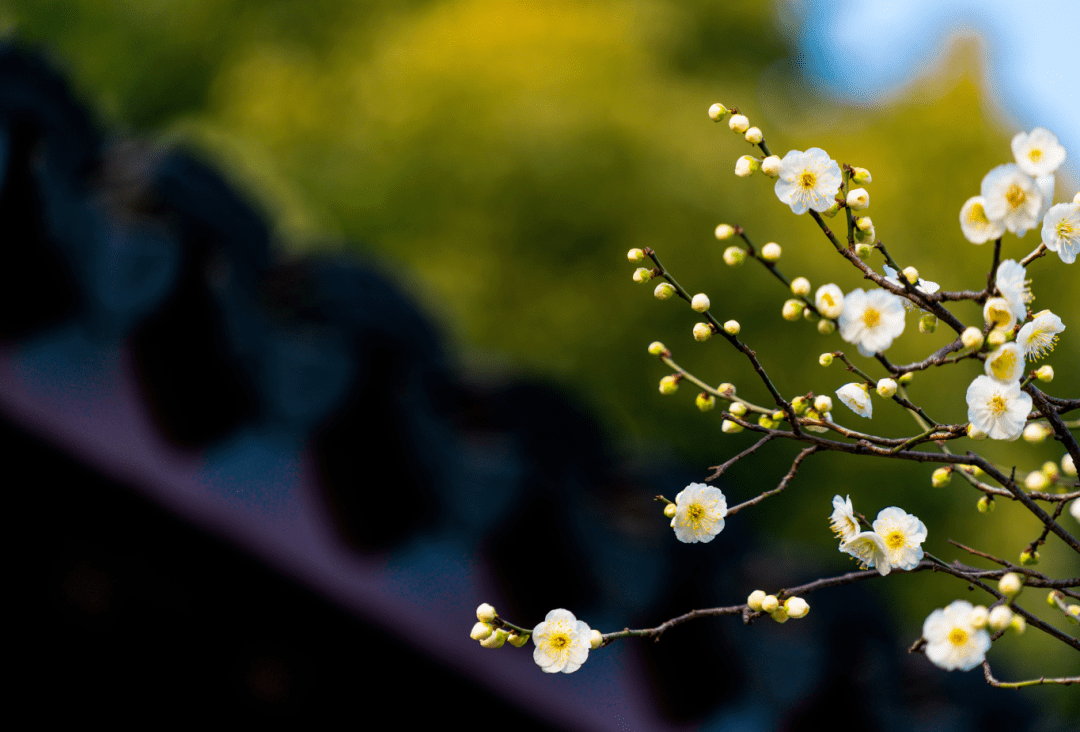 佛手花（佛手树怎么养） 第4张