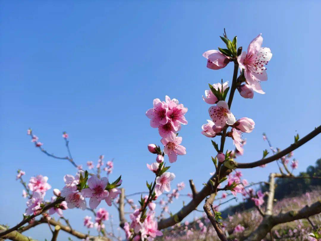 重庆巴南区十里花海图片