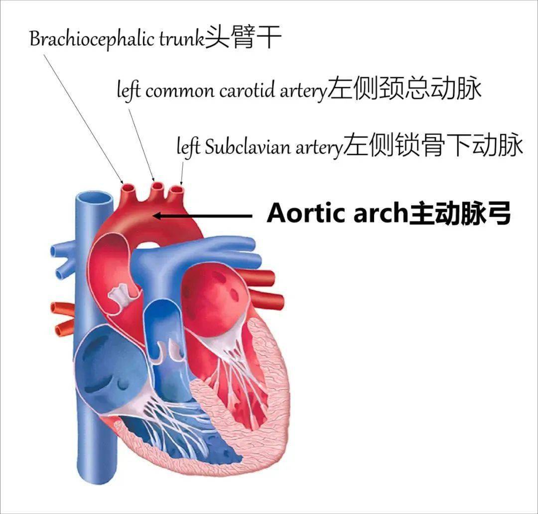 主动脉弓头臂干图片