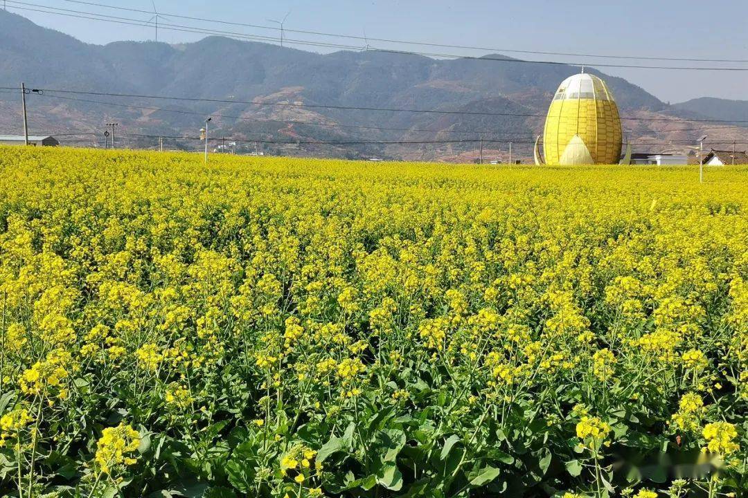 會理黎溪:5000畝油菜花開等你打卡_種植_園區_農戶