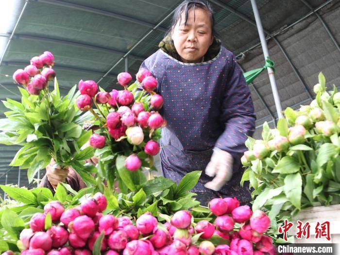 芍药花底（百度小说芍药花） 第1张