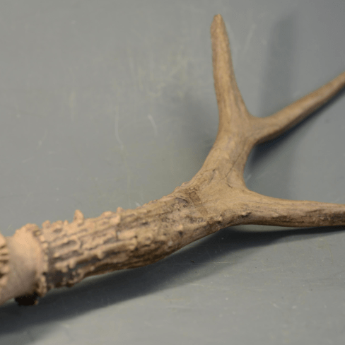 古蓟州——古菱齿象牙化石_图片_生活_其他