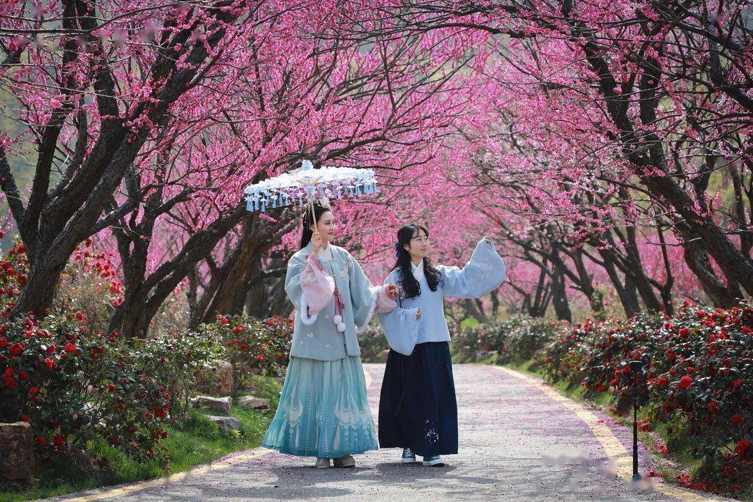 林城東方梅園景區有15000餘畝梅林其中僅紅梅就有5000餘畝除了硃砂