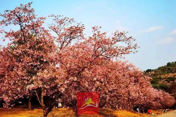 【萬里行領隊】【2天】【旺花期】【桃李豔九峰】遊湞江櫻花,賞廣東春