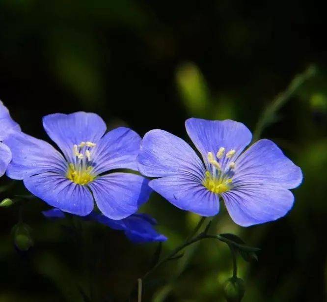 亚麻花_花卉_别名_宿根
