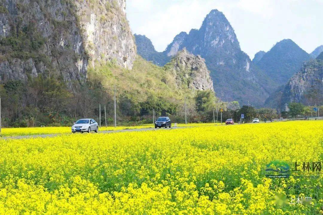 上林油菜花图片