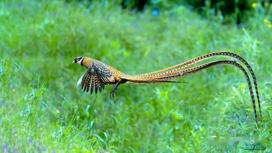 2,白冠长尾雉,公母同框.