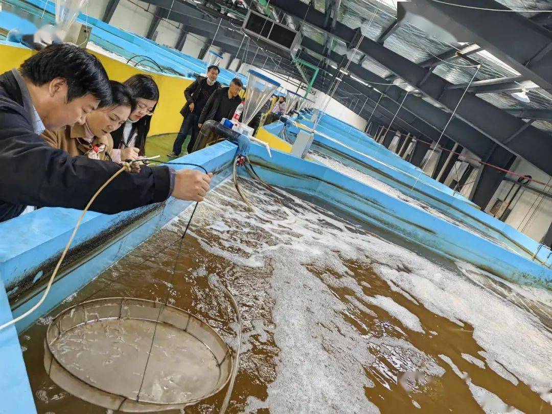 據瞭解,再過1個多月,武漢市民就可以吃上本地產海水養殖南美白對蝦了.