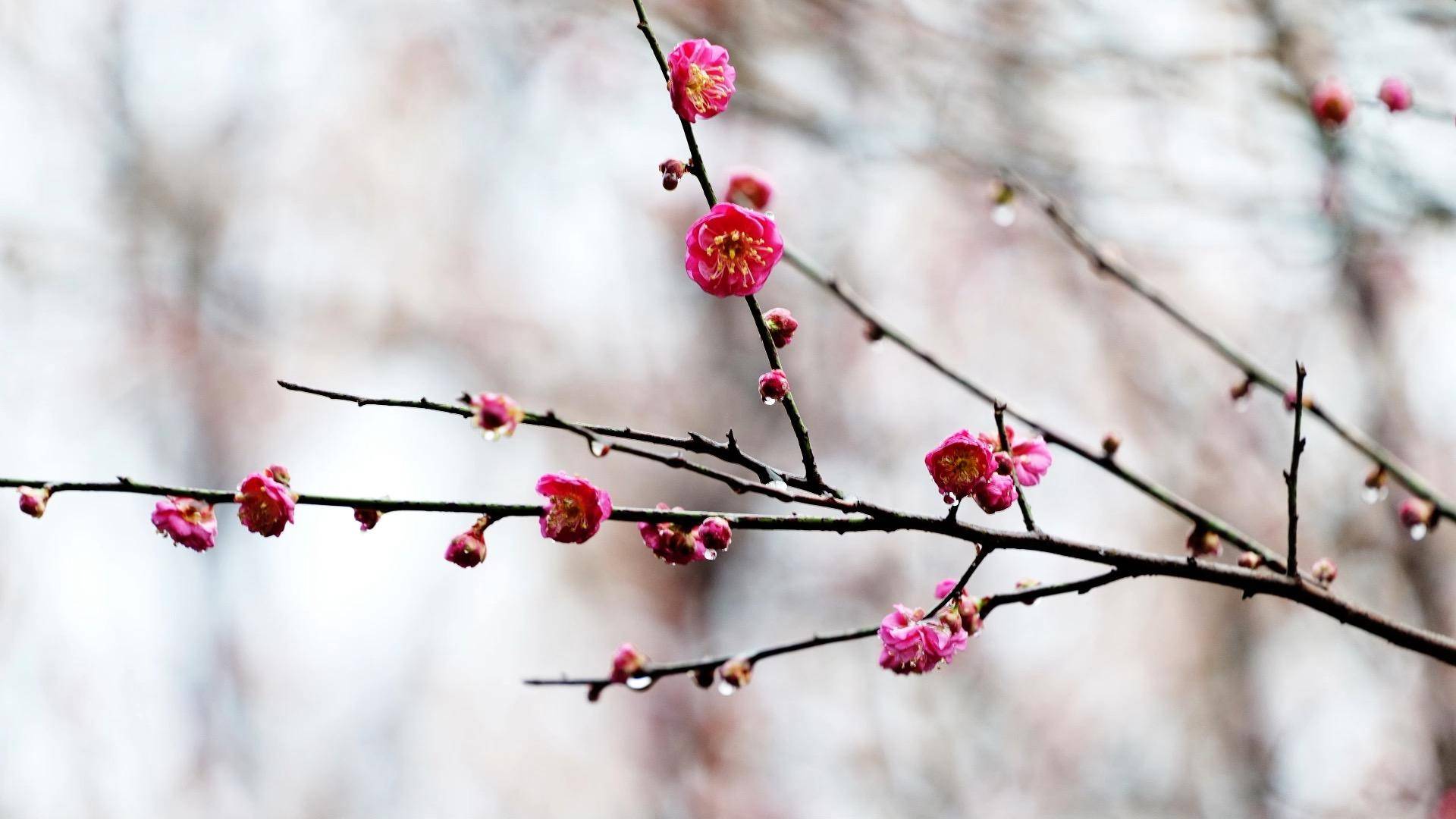 千城百县看中国｜春花迎风开 盛景合理时