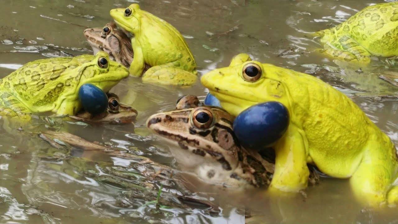 这时候,青棕花纹的雄蛙会变身土豪金版本:它们身披金色大衣,两颊却