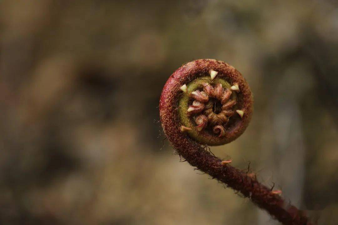乌毛蕨_孢子囊_叶子_植物人