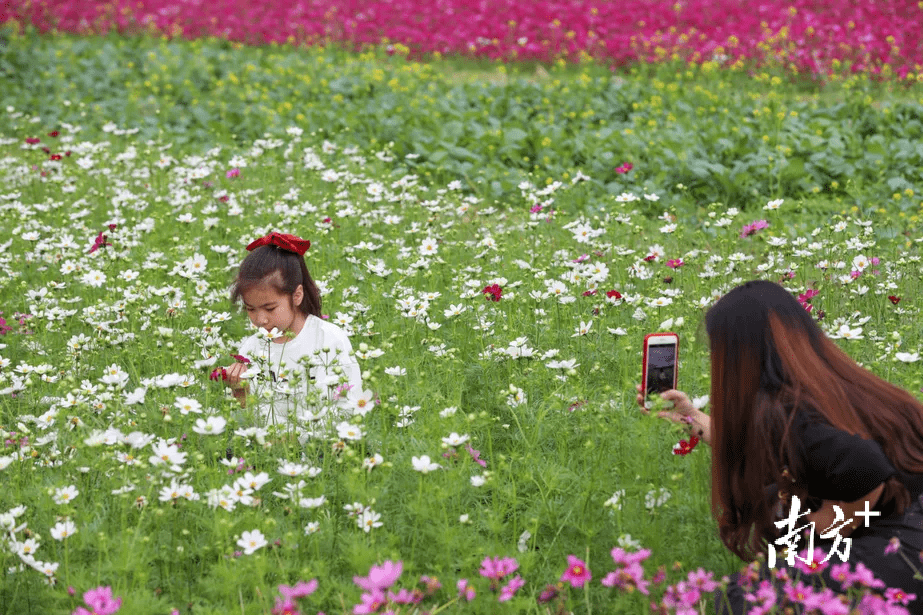 走，茶山看花海，相逢春日暖阳