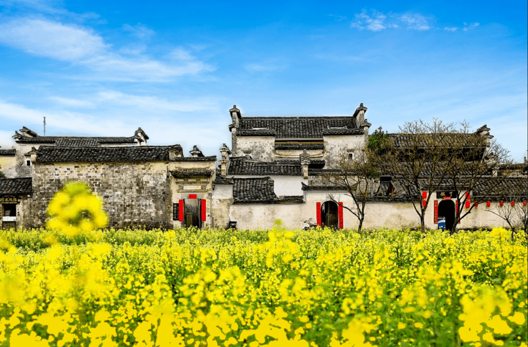 嘿多好哇 | 以春之名,黑多小城高质量赏花强烈出圈_黟县_油菜花_文体