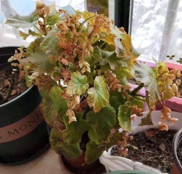 垃圾桶旁,2000棵花被扔掉,我到底捡不捡?_海棠_伤口_花卉