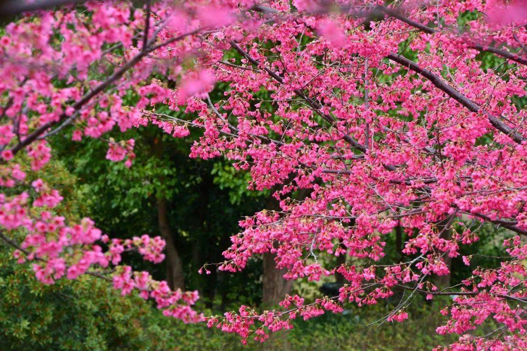 沙縣龍湖公園進入賞櫻花模式,高顏值秒刷朋友圈_市民_鄒曉紅_版權