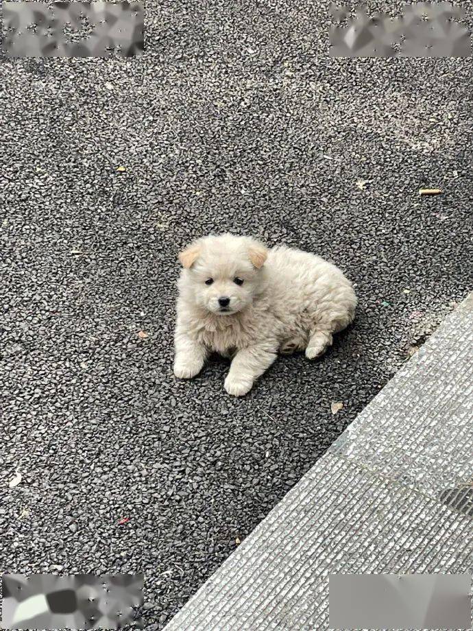 小土狗也能够很心爱 ​​​