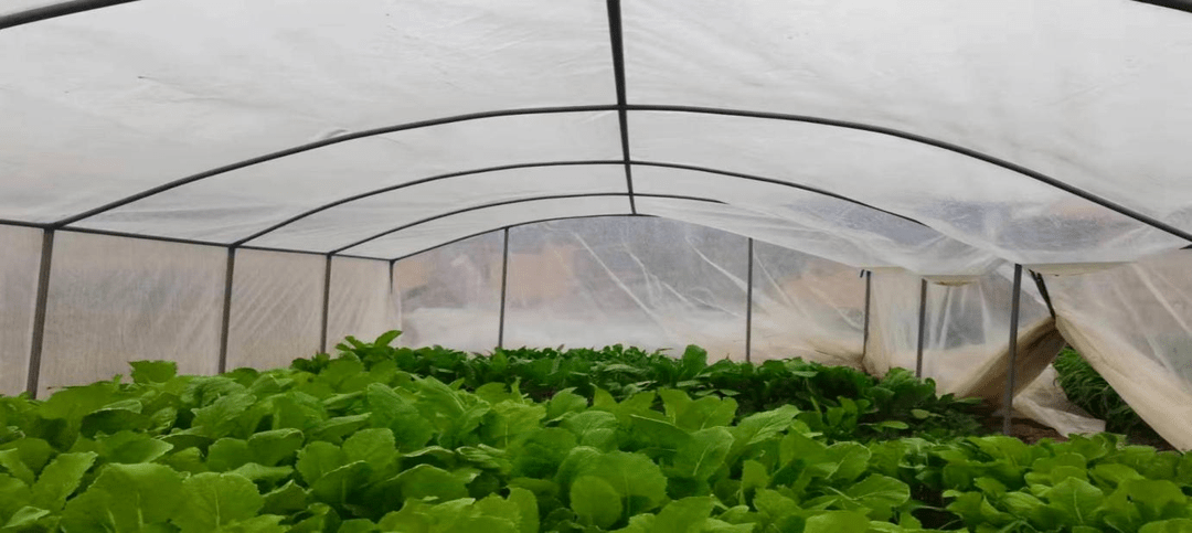 走乡村 看振兴 | 十八墩村:庭院小棚菜 增收"聚宝盆"_种植_培训_农户