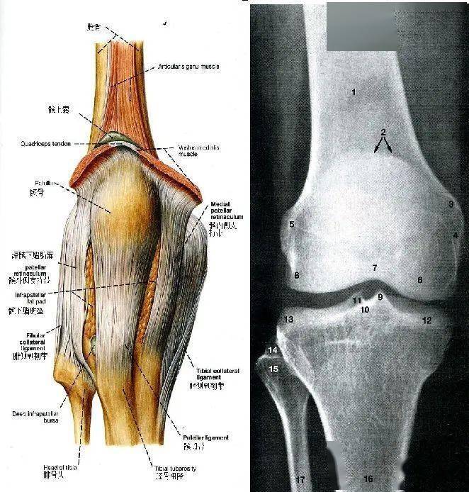 膝關節解剖