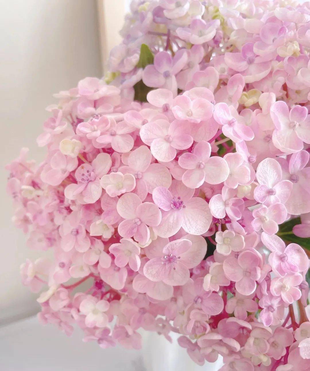 绣球花品种合集(一)_小姐_莱昂_神殿