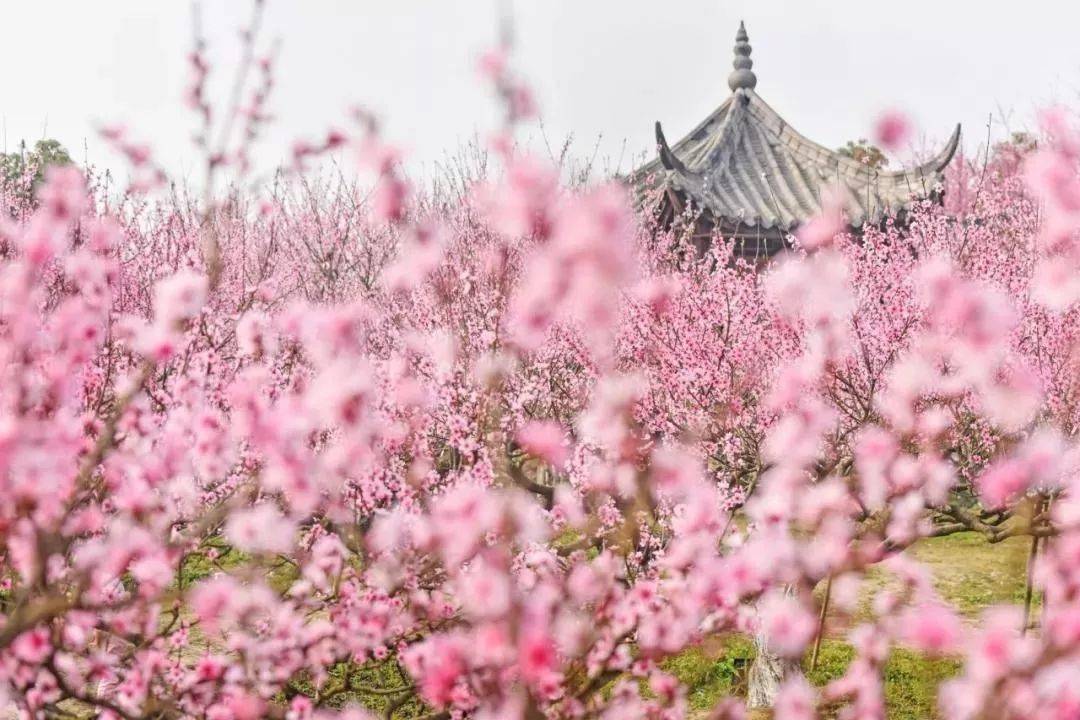 《眼儿媚·元月梅花》庄灿煌