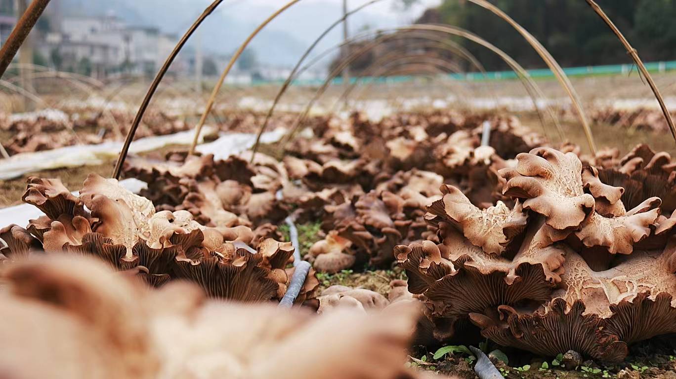 褐灵菇市场价格图片