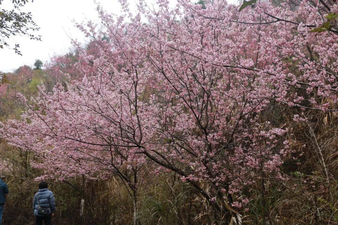 南雄樱花公园图片