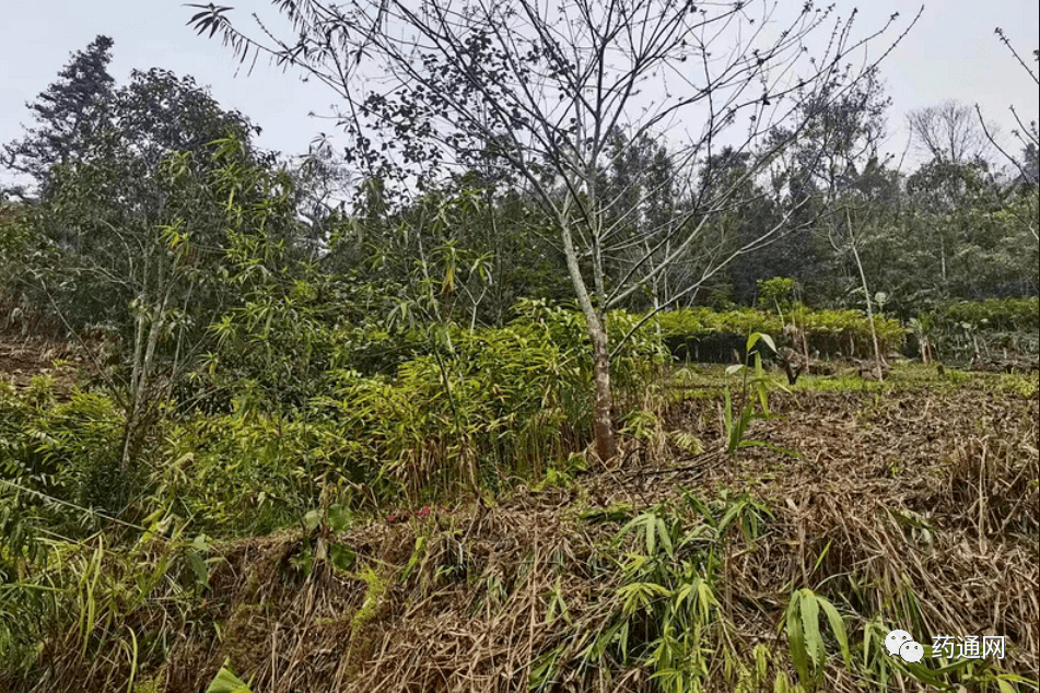 文山砂仁种植基地图片