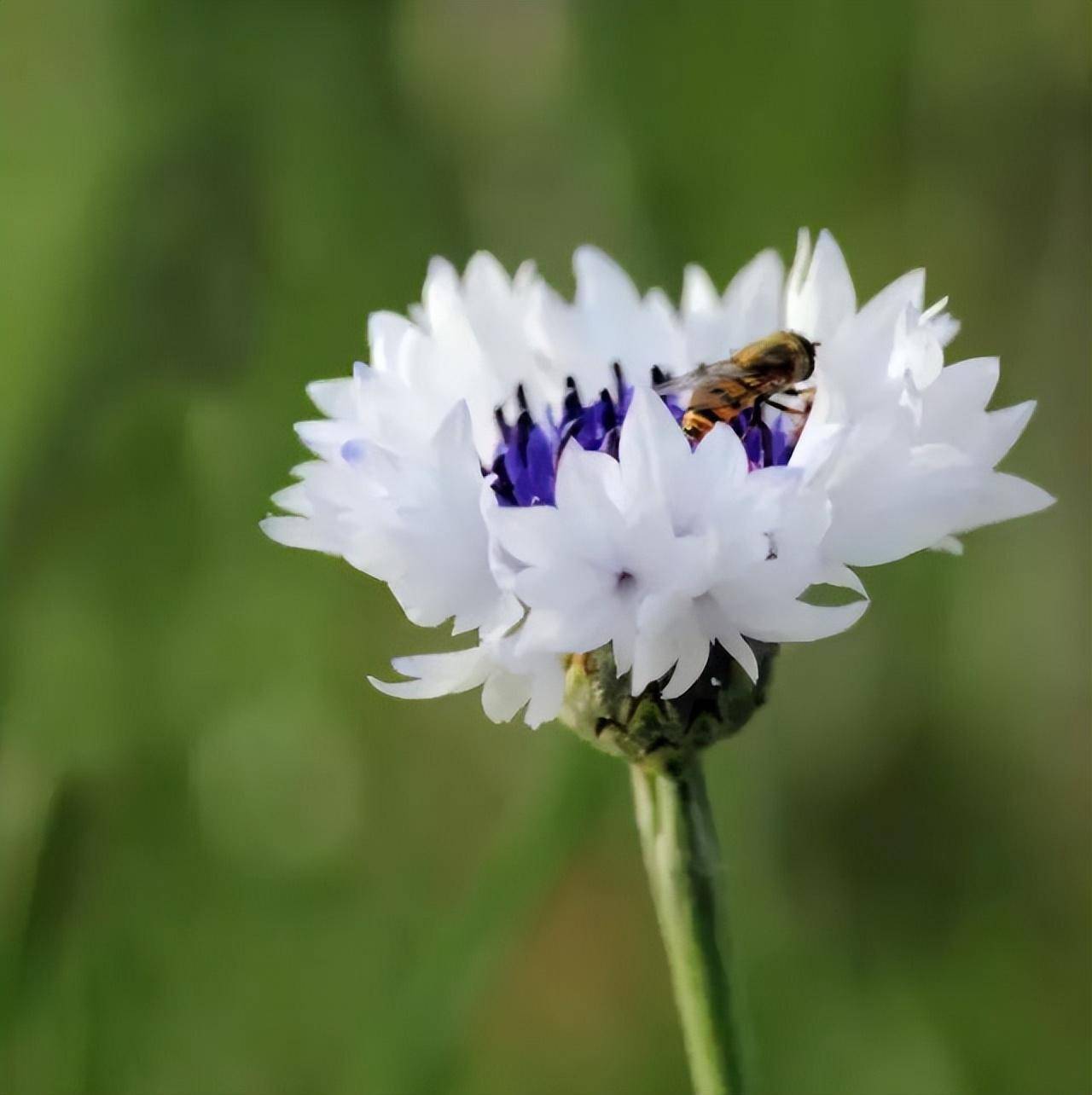 蓝芙蓉花语图片