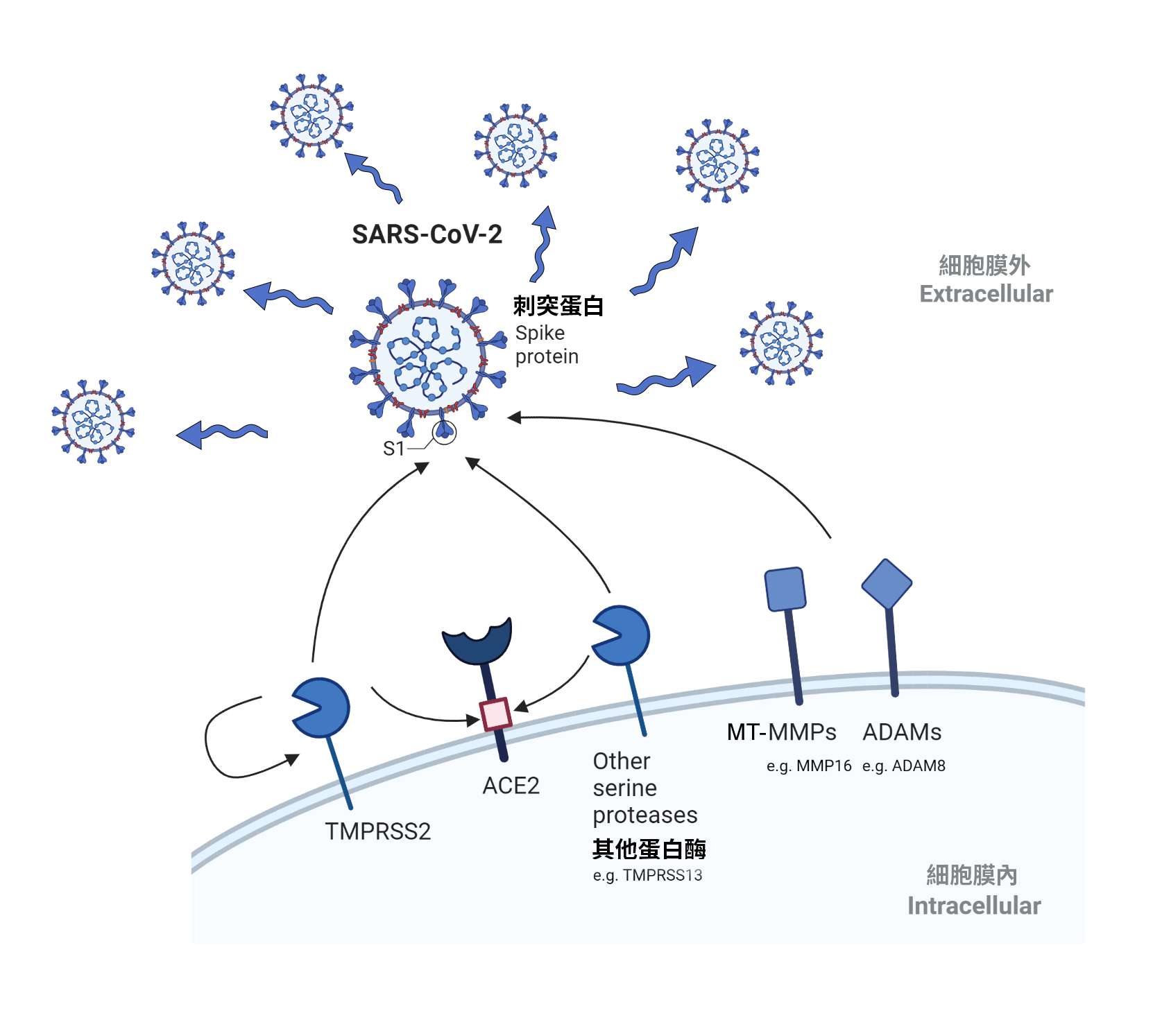 新冠病毒感染机理图解图片