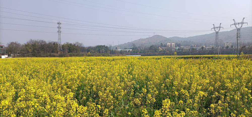 韶關樂昌梅花鎮:萬畝油菜花開如海,大地交織金色