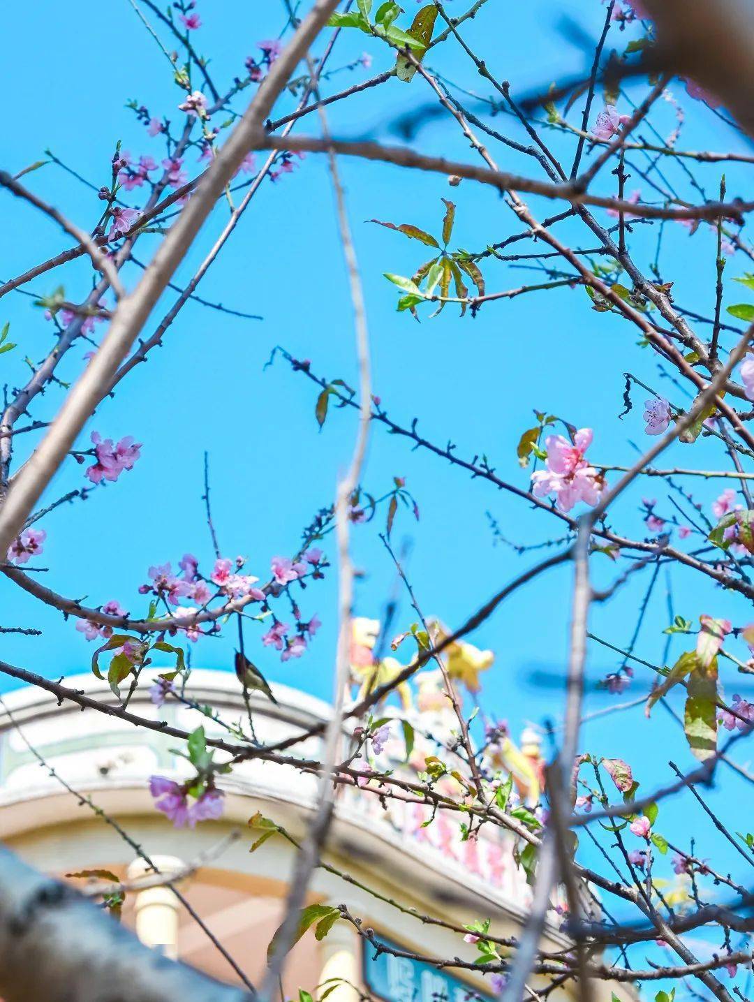 【七律】《晋江五店市》（步韵熊东遨老师《新建五店老街景区即笔》）庄灿煌