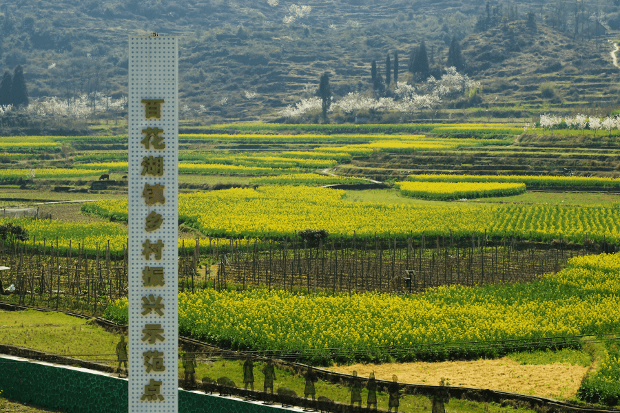 不行万亩樱花园，那座宝藏城市竟还有32个赏花地？