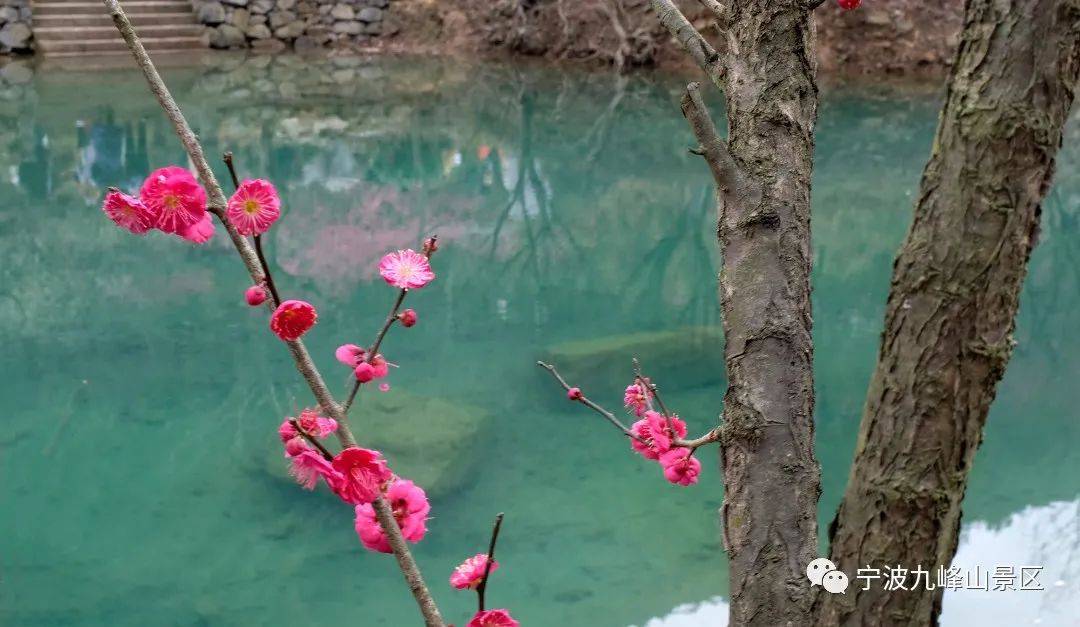 免费认养!最后600株,错过再等一年_活动_梅花_小朋友