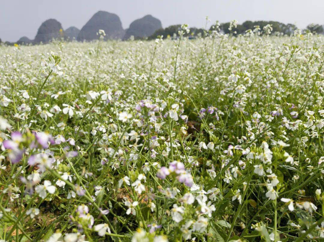 这里隐藏着一片萝卜花海打卡要抓紧_万物_季节_留言