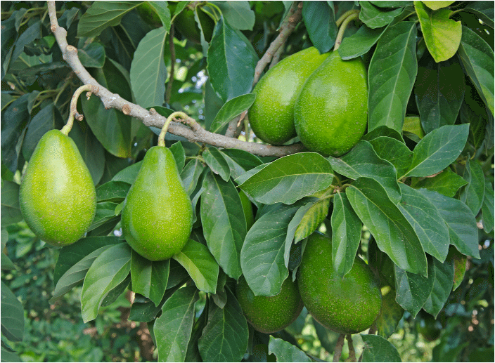 California avocado volume ramping up in March_fruit_the_is