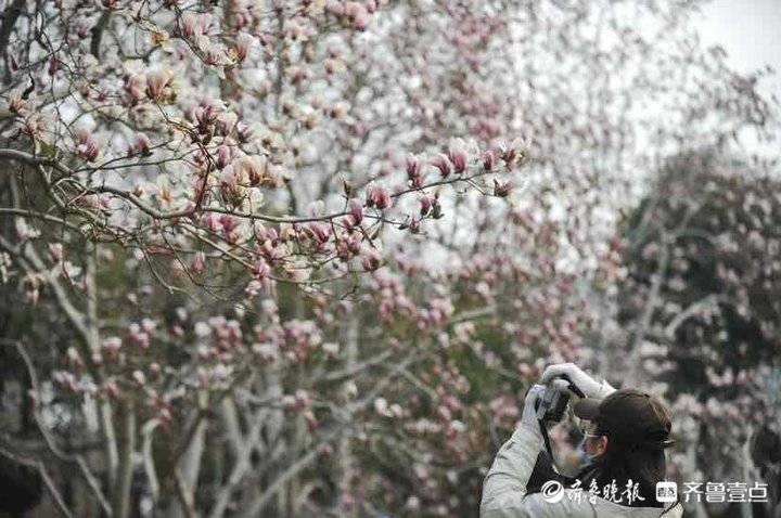 初春时节，趵突泉公园里春花怒放柳枝抽芽