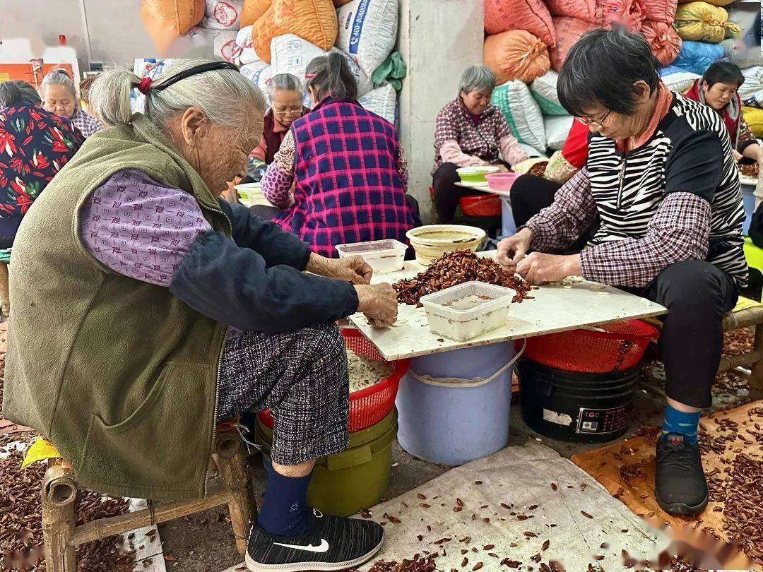 石滩镇麻车村乌榄鼓起村民钱袋子