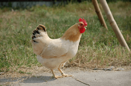 首笔畜禽类国家地理标志产品保险项目正式启动,为封开杏花鸡高质量