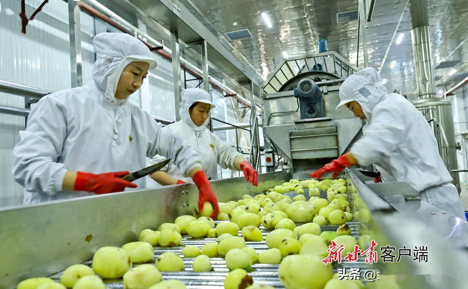 2月22日,在张掖市民乐县工业园区的甘肃鼎丰马铃薯种业公司内,工作