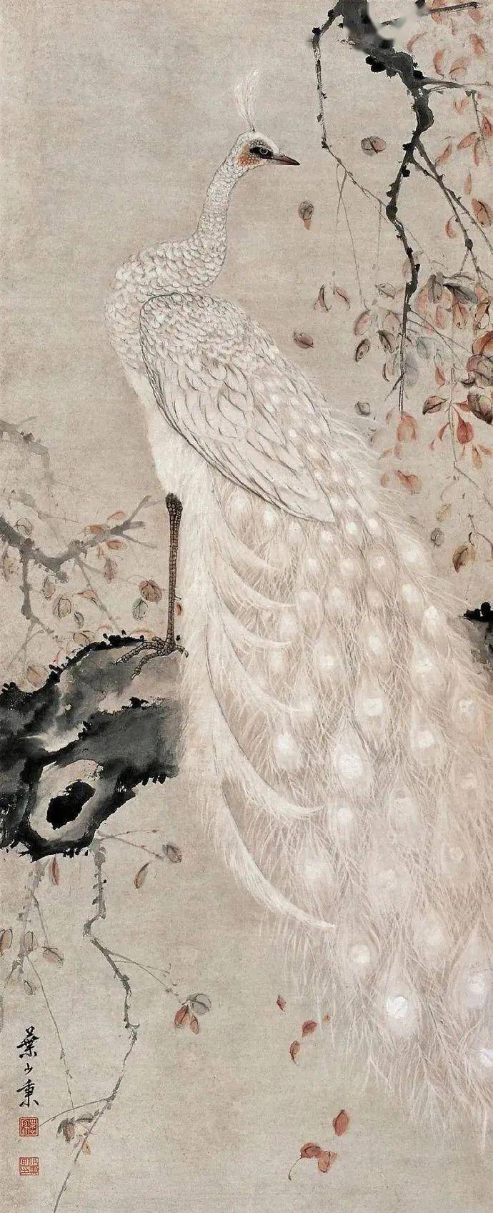 白孔雀的花语图片