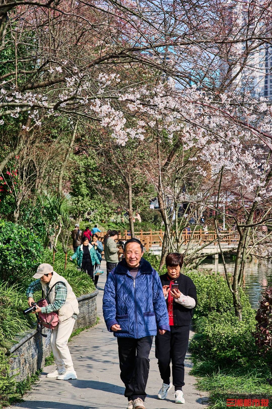 可以看樱花了！长沙望月公园早樱盛开_手机搜狐网