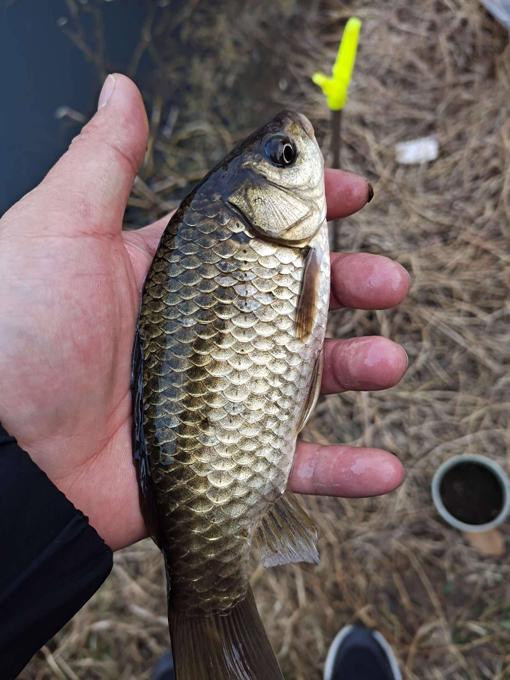 呐!钓黄辣丁容易吞钩,选钓沙丁鱼的长柄钩,便于取钩.